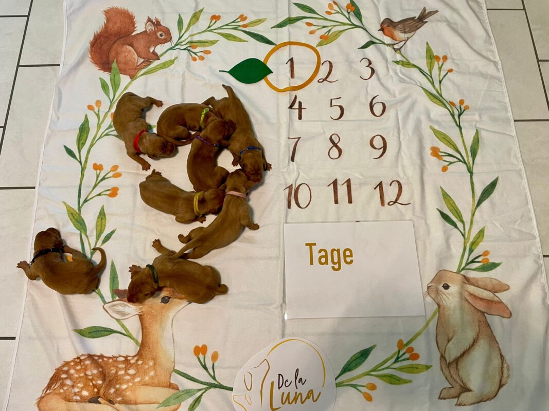 1 Tag