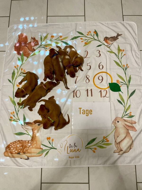 9 Tag
