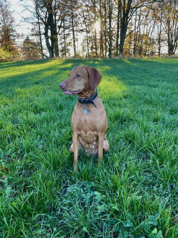 Lea hat ein Blatt fallen gesehen