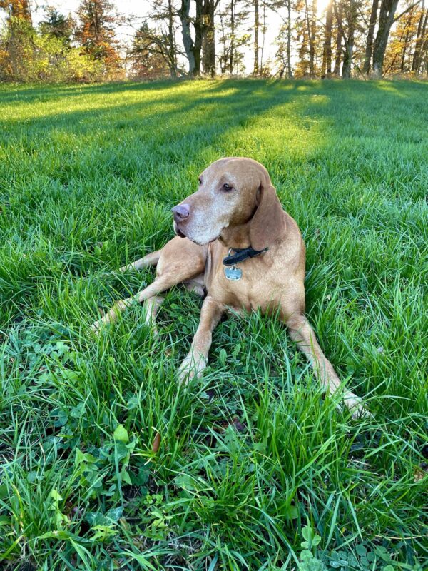 Marzi genießt die Abendsonne