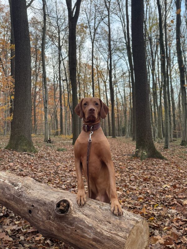 ich bin gerne im Wald